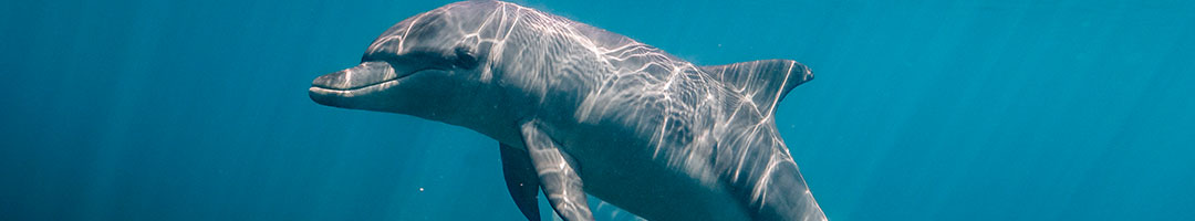 Hydra Silk: Pele suave como um golfinho com a limpeza, hidratação e elasticidade que a sua pele merece.